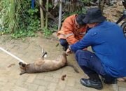 Dinas Pemadam Kebakaran Kendari Amankan Seekor Anjing Liar yang Meresahkan Warga