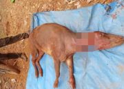 Beredar Foto Hewan Endemik Sultra Mati Disembelih, Diduga di Kawasan Pertambangan