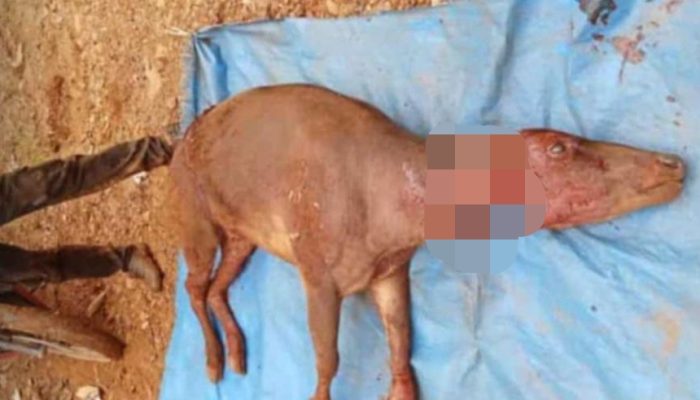Beredar Foto Hewan Endemik Sultra Mati Disembelih, Diduga di Kawasan Pertambangan