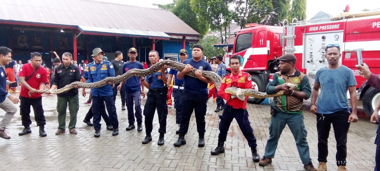 Ular Piton sepanjang 8 meter diserahkan Damkar Kendari ke BKSDA Sultra untuk dilepaskan ke Satwanya. (Foto: Ist/KR)