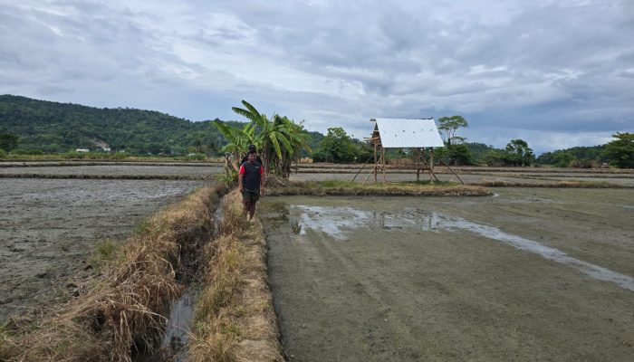 Seorang Petani di Bombana Laporkan Penyerobotan Lahan Sawahnya ke Polres
