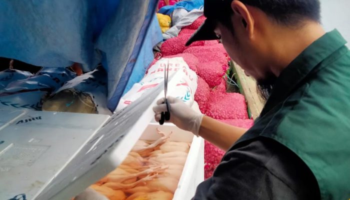 Balai Karantina Tolak 600 Kilogram Daging Ayam Masuk di Kota Baubau