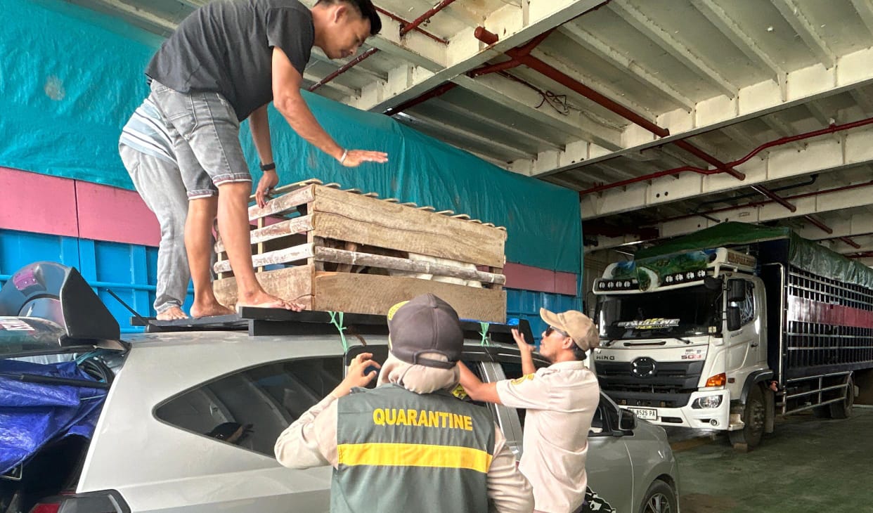 Karantina Sultra tolak tiga ekor Kambing masuk wilayah Sultra melalui Pelabuhan Tobaku, Kolaka. (Foto: Ist/KR)