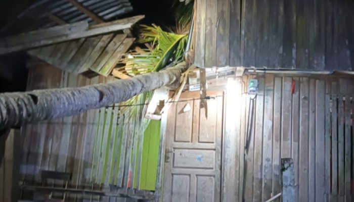 Pohon Kelapa Tumbang Timpah Rumah Warga di Desa Kombikuno Muna Barat