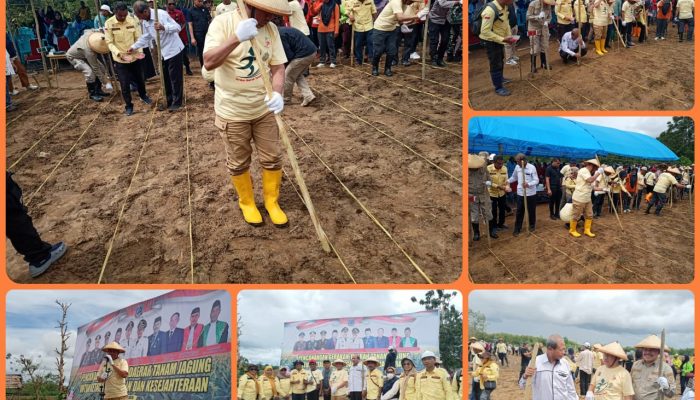 Bupati Muna Luncurkan Gerakan Tanam Jagung: Wujudkan Ketahanan Pangan dan Kesejahteraan Petani