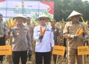 Panen Raya Jagung Serentak Digelar di Konsel, Sultra Siap Jadi Lumbung Pangan Nasional