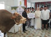 Presiden Prabowo Berkurban Sapi Simental untuk Warga Kendari Seberat 873 Kilogram