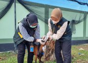 Barantin Pastikan Hewan Kurban di Sultra Aman Sehat dan Halal