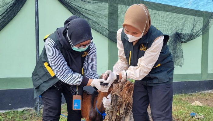 Barantin Pastikan Hewan Kurban di Sultra Aman Sehat dan Halal