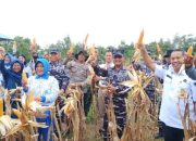 Sinergi TNI AL dan BI Sultra Hasilkan Panen Raya: Bukti Nyata Wujudkan Ketahanan Pangan