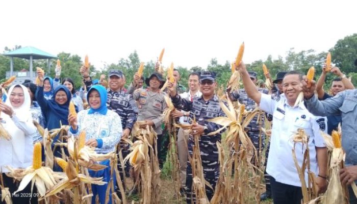 Sinergi TNI AL dan BI Sultra Hasilkan Panen Raya: Bukti Nyata Wujudkan Ketahanan Pangan