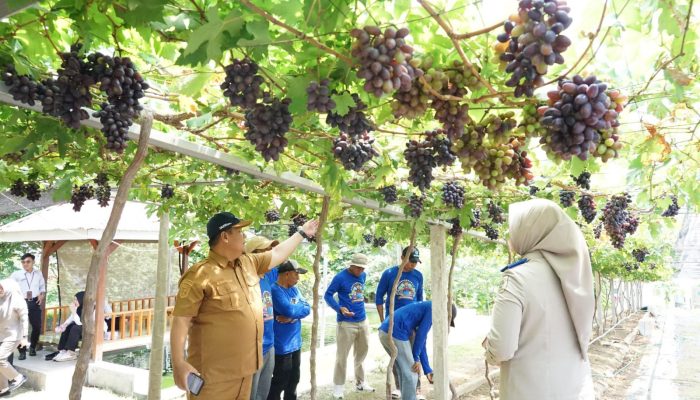 Jadi Kawasan Agrowisata Favorit Kota Palu, Kebun Anggur Duyu Bangkit Bukti Kerja GTRA