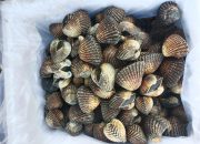 Balai Karantina Sultra Fasilitasi Ekspor 19 Box Kerang Dara ke Thailand