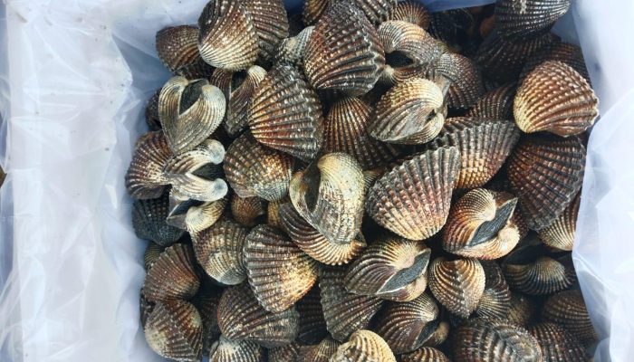 Balai Karantina Sultra Fasilitasi Ekspor 19 Box Kerang Dara ke Thailand