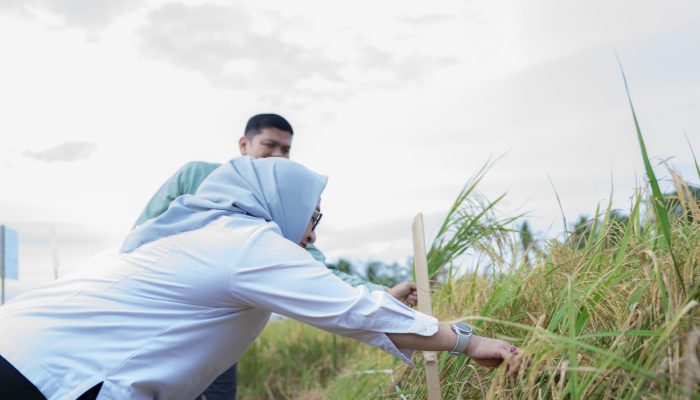 Dukung Asta Cita Presiden dan SDGs Ketahanan Pangan, PT Vale Panen Bersama Demplot Padi Berkelanjutan di Kolaka