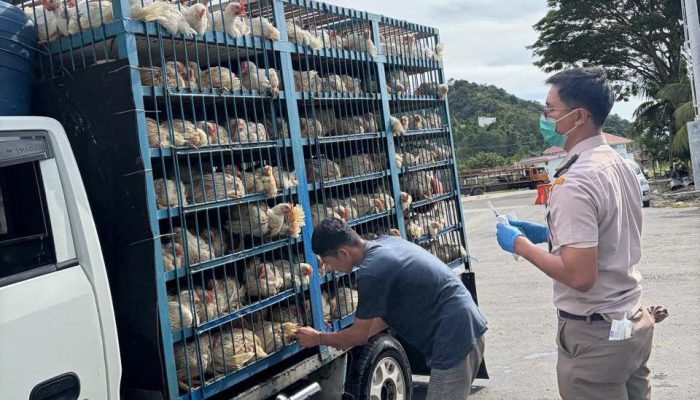 1.500 Ekor Ayam Asal Sulsel Bebas Masuk Wilayah Sultra