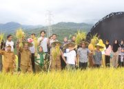 Panen Raya di Kolaka, Anggota DPR RI Jaelani Berikan Dukungan Penuh untuk Petani