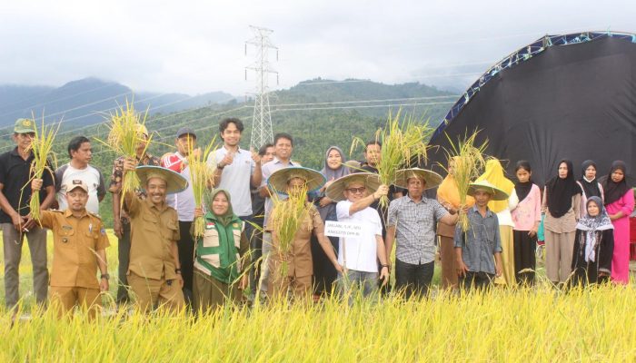 Panen Raya di Kolaka, Anggota DPR RI Jaelani Berikan Dukungan Penuh untuk Petani