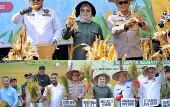 Wali Kota Kendari Panen Raya Jagung dan Padi Sawah, Dukung Ketahanan Pangan Nasional dan Pemulihan Pasca-Banjir