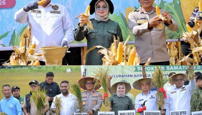 Wali Kota Kendari Panen Raya Jagung dan Padi Sawah, Dukung Ketahanan Pangan Nasional dan Pemulihan Pasca-Banjir