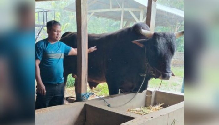 Banmas Sapi Qurban Presiden Prabowo Seberat 1,1 Ton Jenis Limousin di Muna