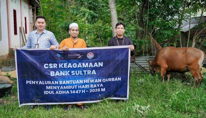 Bank Sultra Salurkan CSR 23 Ekor Sapi Kurban ke Seluruh Wilayah Sultra Periode Idul Adha