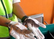Balai Karantina Sultra Periksa 4 Ekor Gecko di Bandara, Pastikan Aman Dilalulintaskan