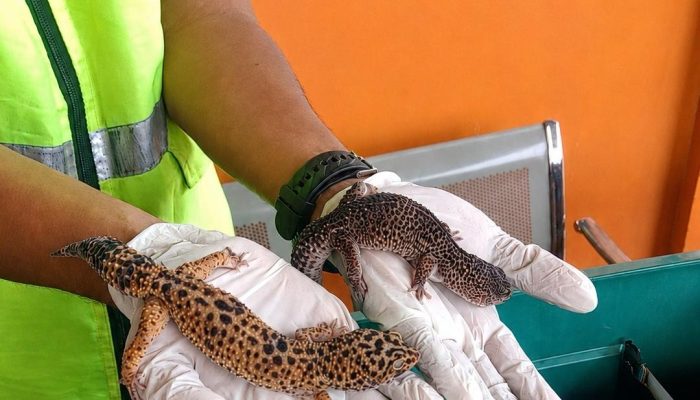 Balai Karantina Sultra Periksa 4 Ekor Gecko di Bandara, Pastikan Aman Dilalulintaskan
