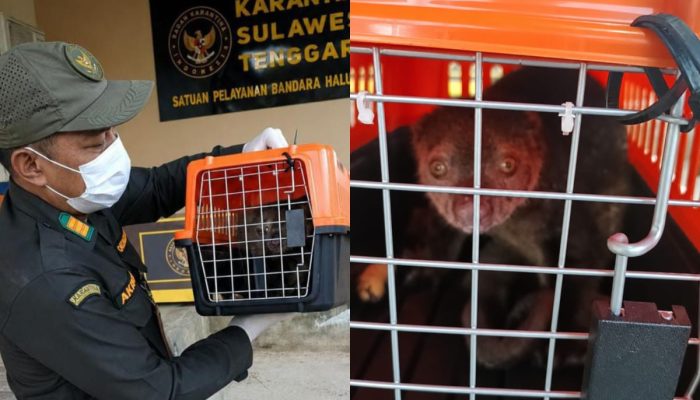 Perketat Pengawasan Lalu Lintas Hewan, Karantina Sultra Periksa Kuskus Tujuan Jakarta
