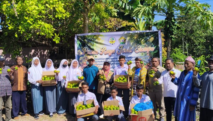 AMI dan Pemprov Sultra Sukses Hidupkan Kembali Jeruk Siompu, Masyarakat dan Siswa di Biwinapada Panen Raya