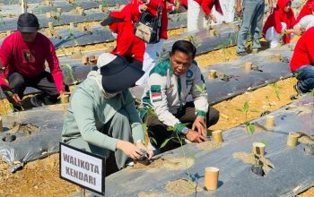 Wali Kota Kendari Gerakkan Penanaman 1.000 Pohon Cabai, Manfaatkan Pekarangan untuk Kendalikan Inflasi
