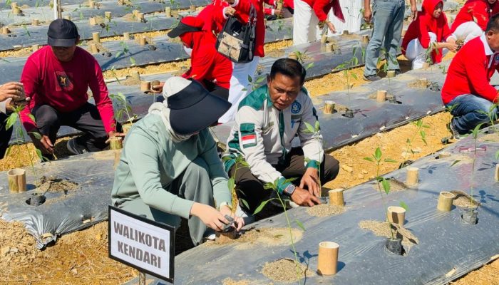 Wali Kota Kendari Gerakkan Penanaman 1.000 Pohon Cabai, Manfaatkan Pekarangan untuk Kendalikan Inflasi
