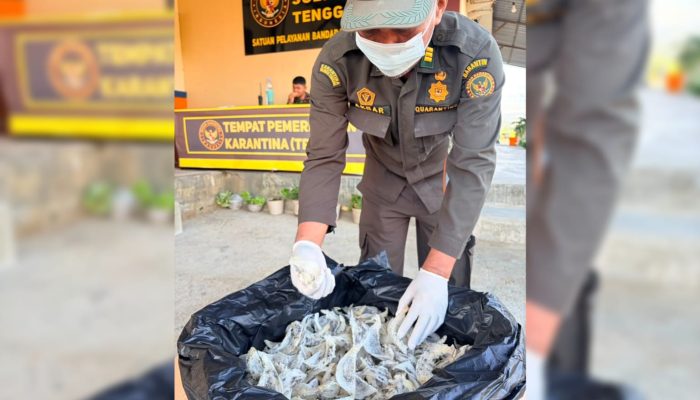 Perdagangan Sarang Burung Walet Asal Sultra Mencapai 11,3 Miliar di Pasar Domestik Pada Bulan Kemerdekaan