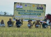 Wali Kota Kendari Panen 9 Hektare Padi di Amohalo yang Sempat Terancam Kekeringan