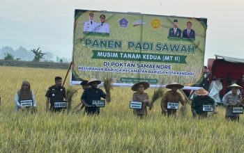 Wali Kota Kendari Panen 9 Hektare Padi di Amohalo yang Sempat Terancam Kekeringan
