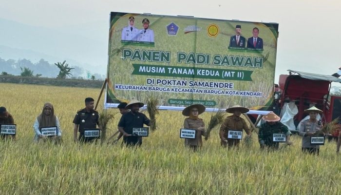 Wali Kota Kendari Panen 9 Hektare Padi di Amohalo yang Sempat Terancam Kekeringan