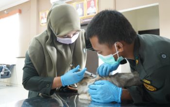 Tekan Risiko Rabies di Kendari, Karantina Sultra Fasilitasi Vaksinasi Hewan Peliharaan Gratis