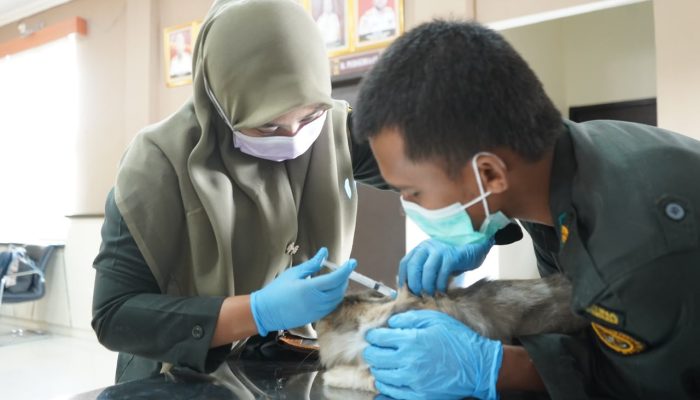Tekan Risiko Rabies di Kendari, Karantina Sultra Fasilitasi Vaksinasi Hewan Peliharaan Gratis