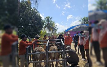 Dinas Peternakan Muna Melaksanakan Pelayanan Kesehatan Hewan dan Vaksin Rabies bagi Hewan Kesayangan