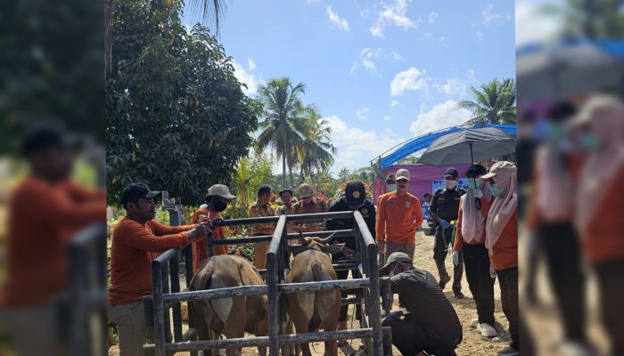Dinas Peternakan Muna Melaksanakan Pelayanan Kesehatan Hewan dan Vaksin Rabies bagi Hewan Kesayangan